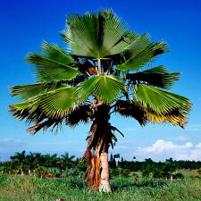 Fiji fan palm for sale  Lincolnton