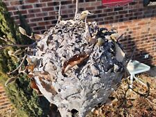 Paper wasp nest for sale  Pitman