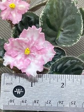 African violet leaves for sale  Southmont