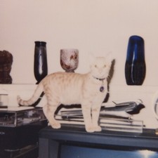 Vintage polaroid photo for sale  Seal Rock