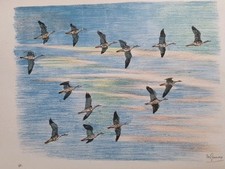 Genevoix maurice lithographie d'occasion  Douarnenez
