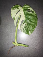 Monstera variegata panaschiert gebraucht kaufen  Creußen