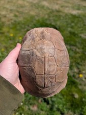Fossil box turtle for sale  Anniston