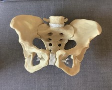 Vintage pelvis model for sale  NEWCASTLE UPON TYNE