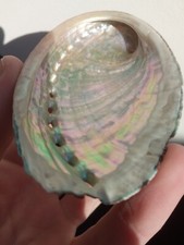 Coquille ormeau abalone d'occasion  Saint-Jouan-des-Guérets