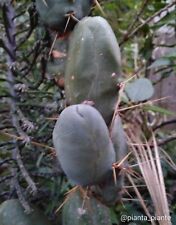 Penis cactus bridgesii.vero usato  Caronia