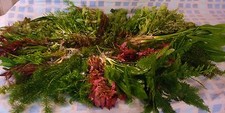 Fish tank plants for sale  ROTHERHAM