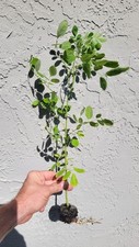 Moringa live trees for sale  Largo
