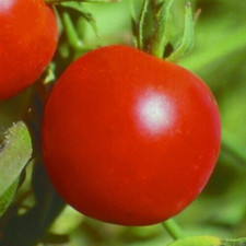 Glacier tomato seeds for sale  Berwyn