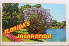 jacaranda tree for sale  Wilmington