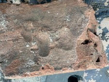 Human finger prints for sale  Portsmouth