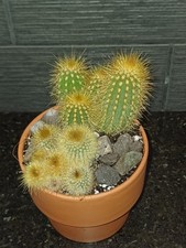 Cactus duo 9.5cm for sale  TROWBRIDGE