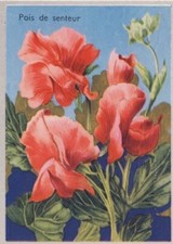 Lathyrus odoratus pois usato  Spedire a Italy