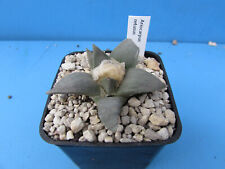 Ariocarpus retusus 6cm for sale  BIRMINGHAM