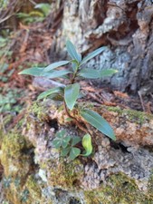 wood laurel tree for sale wood laurel tree for sale Ferndale