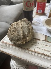 echinoid for sale echinoid for sale Ashland City