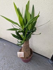 Yucca maya large for sale  LONDON