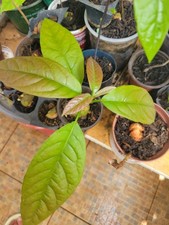 Organic hass avocado for sale  USA