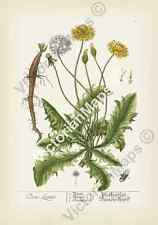 Old print dandelion for sale  HASLEMERE