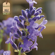 English true lavender for sale  TELFORD