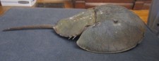 Horseshoe crab taxidermy for sale  Milford