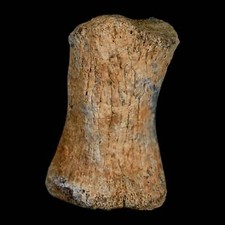 1.8 hadrosaur dinosaur for sale  Post Falls