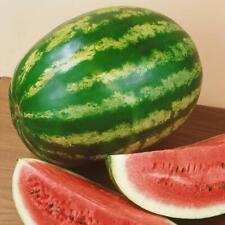 Watermelon seeds crimson for sale  UK