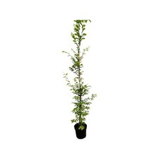 Carpinus betulus hainbuche gebraucht kaufen  Westerstede