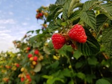 Herbst himbeere aroma gebraucht kaufen  Pinneberg