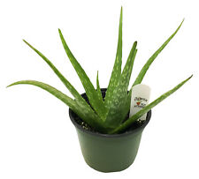 Flowerpotnursery aloe vera for sale  Loranger