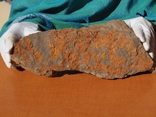 Large fossil sea for sale  Tucson