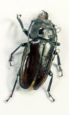 Usado, *** BEETLES, (242199) , Cerambycidae, Prionidae sp., Togo *** comprar usado  Enviando para Brazil