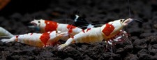 Lot crevettes cantonensis d'occasion  Truchtersheim