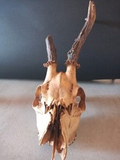 Cranio capriolo daino usato  Bucine