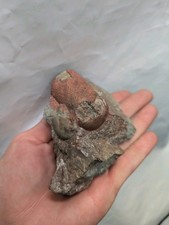 Nautiloid rthoceras silur gebraucht kaufen  Augsburg