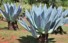 Rare agave americana for sale  Miami