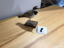 Tierpräparat vogel sandregenp gebraucht kaufen  Kiel