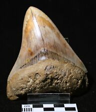 Carcharodon megalodon d'occasion  Fénétrange