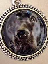 Labrador lab dog for sale  Cincinnati