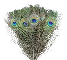 Piume pavone naturali usato  Grottammare