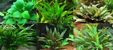 Anubia cryptocoryne lot d'occasion  Krautergersheim