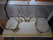 Medium mule deer for sale  Valley City
