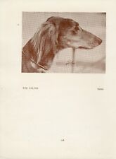 Saluki old vintage for sale  COLEFORD
