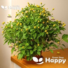 Toothache plant 400 for sale  DONCASTER