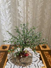 Bonsai albero fiori usato  Ton