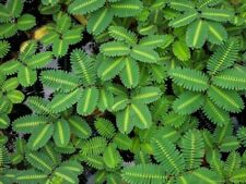 Water mimosa aquatic for sale  Fairdale
