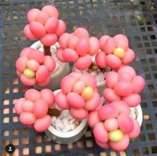 Lithops rare living for sale  Rockville