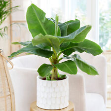 Musa dwarf cavendish for sale  UK