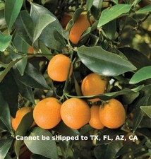 Sweet kumquat tree for sale  Danielson