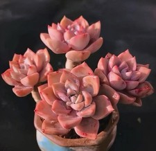 Rooted echeveria pretty for sale  HULL